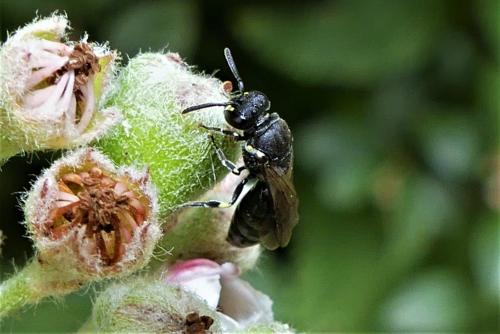 Hylaeus sp.